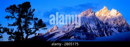 Silhouette d'un pin de Limber (Pinus flexilis) devant les montagnes, Cathedral Group, Teton Range, Grand Teton National Park, Wyoming, USA Banque D'Images