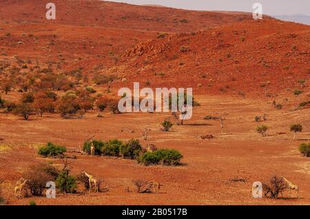 Girafes se nourrissant sur le paysage rugueux de la concession Palmwag, région de Kunene, Namibie Banque D'Images