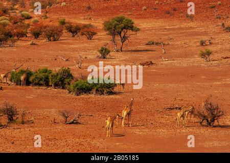 Girafes se nourrissant sur le paysage rugueux de la concession Palmwag, région de Kunene, Namibie Banque D'Images