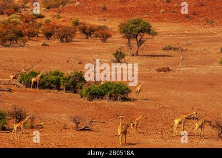 Girafes se nourrissant sur le paysage rugueux de la concession Palmwag, région de Kunene, Namibie Banque D'Images