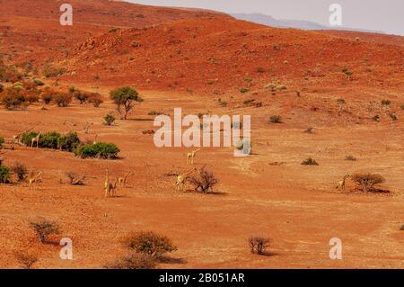 Girafes se nourrissant sur le paysage rugueux de la concession Palmwag, région de Kunene, Namibie Banque D'Images