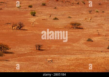 Girafes se nourrissant sur le paysage rugueux de la concession Palmwag, région de Kunene, Namibie Banque D'Images