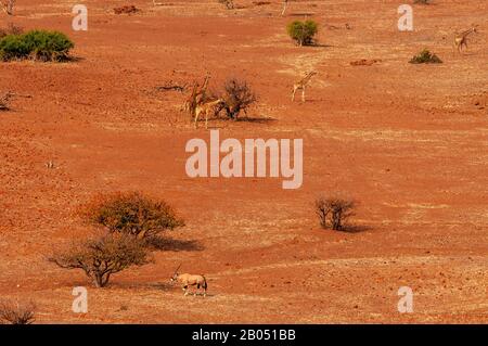 Girafes se nourrissant sur le paysage rugueux de la concession Palmwag, région de Kunene, Namibie Banque D'Images