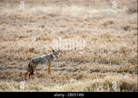 Le Golden jackal (Canis aureus) dans le parc national du Serengeti en Tanzanie Banque D'Images