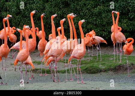 American ou Caraïbes Flamingo - Phenicopterus ruber ruber ruber Banque D'Images