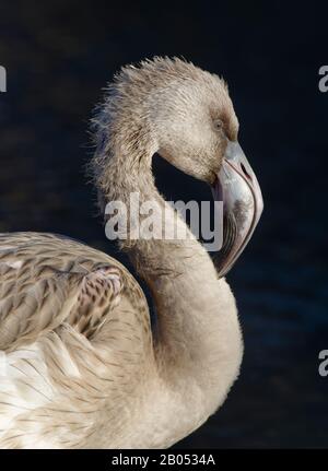 Flamingo andin - Phénicocarrus andinus Juvenile Head closeup Banque D'Images