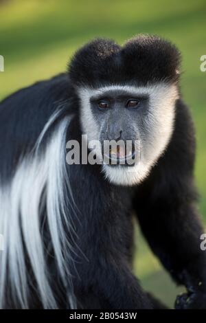 Gros plan d'un singe colobus noir et blanc dans le jardin du lac Naivasha Sopa Lodge dans la grande vallée du Rift sur le lac Naivasha au Kenya Banque D'Images
