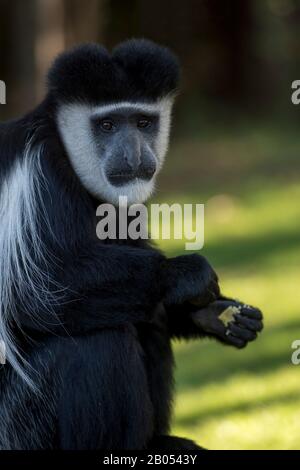 Gros plan d'un singe colobus noir et blanc dans le jardin du lac Naivasha Sopa Lodge dans la grande vallée du Rift sur le lac Naivasha au Kenya Banque D'Images