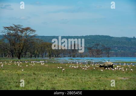 Le buffle du Cap (Syncerus caffer) avec des flamants au parc national du lac Nakuru dans la vallée du Grand Rift au Kenya Banque D'Images