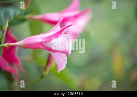 Vue latérale des fleurs roses mandevilla avec des gouttes de pluie qui poussent dans un lit de fleur en Oklahoma, aux États-Unis. Banque D'Images