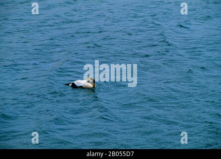 ISLANDE, CÔTE EST, VILLAGE DE PÊCHE DJUPEAVOGUR, CANARD À EIDER COMMUN, HOMME Banque D'Images