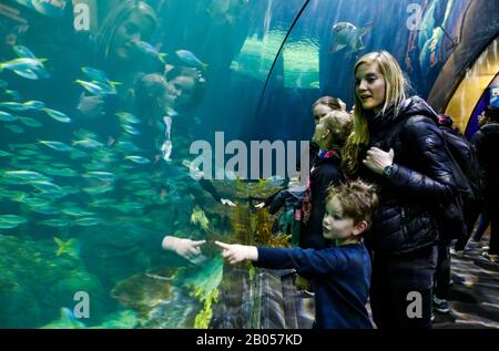 Chicago, États-Unis. 17 février 2020. Les gens visitent l'aquarium Shedd à Chicago, aux États-Unis, le 17 février 2020. L'aquarium contient 32 000 animaux et attire environ 2 millions de visiteurs chaque année. Crédit: Joel Lerner/Xinhua/Alay Live News Banque D'Images