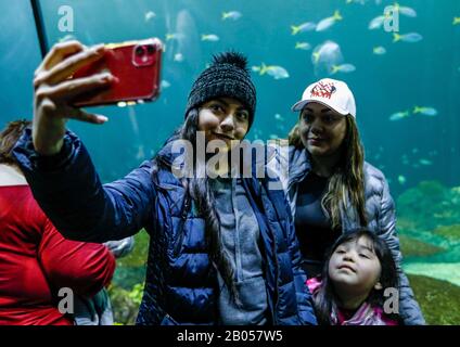 Chicago, États-Unis. 17 février 2020. Les visiteurs prennent un selfie à l'exposition Wild Reef à l'Aquarium Shedd de Chicago, aux États-Unis, le 17 février 2020. L'aquarium contient 32 000 animaux et attire environ 2 millions de visiteurs chaque année. Crédit: Joel Lerner/Xinhua/Alay Live News Banque D'Images