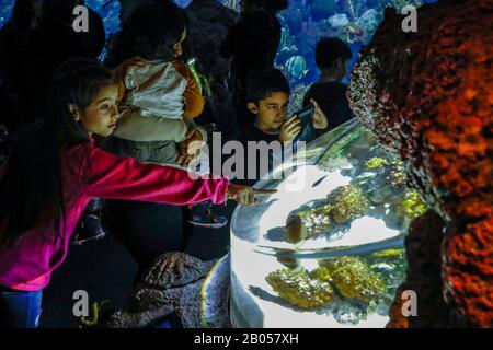 Chicago, États-Unis. 17 février 2020. Les gens visitent l'aquarium Shedd à Chicago, aux États-Unis, le 17 février 2020. L'aquarium contient 32 000 animaux et attire environ 2 millions de visiteurs chaque année. Crédit: Joel Lerner/Xinhua/Alay Live News Banque D'Images