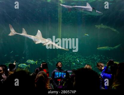 Chicago, États-Unis. 17 février 2020. Les gens visitent l'exposition Wild Reef à l'Aquarium Shedd à Chicago, aux États-Unis, le 17 février 2020. L'aquarium contient 32 000 animaux et attire environ 2 millions de visiteurs chaque année. Crédit: Joel Lerner/Xinhua/Alay Live News Banque D'Images