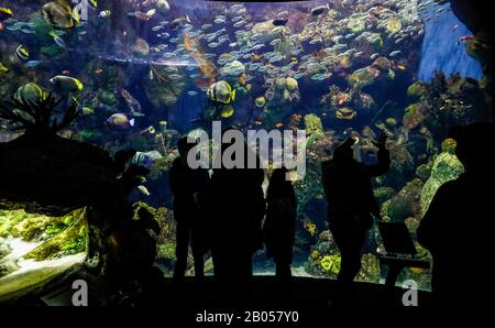 Chicago, États-Unis. 17 février 2020. Les gens regardent l'exposition Wild Reef à l'Aquarium Shedd de Chicago, aux États-Unis, le 17 février 2020. L'aquarium contient 32 000 animaux et attire environ 2 millions de visiteurs chaque année. Crédit: Joel Lerner/Xinhua/Alay Live News Banque D'Images