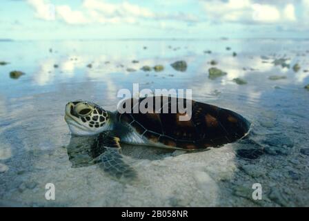 MICRONÉSIE, CAROLINE ISL. ÎLES SOROL, JEUNE TORTUE VERTE DU PACIFIQUE (CHELONIA MYDAS) Banque D'Images