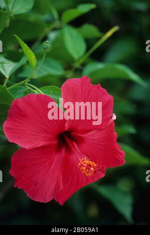 ÎLES COOK, RAROTONGA, HIBISCUS ROUGE Banque D'Images