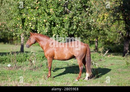 Magnifique quartier étrel cheval stand libre dans la prairie Banque D'Images