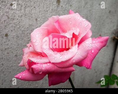 rose rose rose avec gouttes d'eau portrait gros vers le haut Banque D'Images