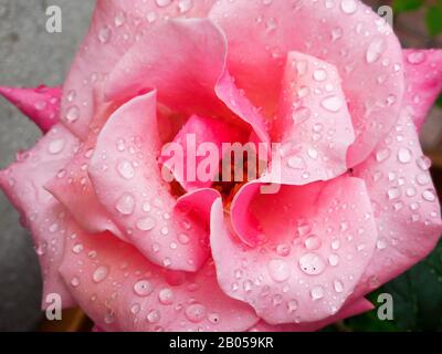 rose rose rose avec gouttes d'eau portrait gros vers le haut Banque D'Images