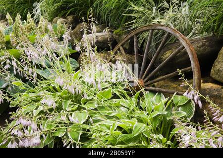 Plantes Hosta à fleurs mauves, roue de chariot en bois antique, Phalaris arundinacea 'Picta' - ruban ornemental herbe dans la bordure rocheuse Banque D'Images