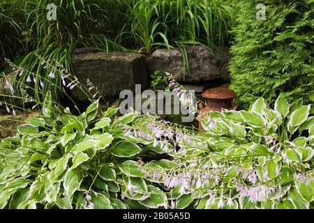 Bordure rocheuse bordée de plantes mauves fleuries Hosta, de canette de lait ancien rouillée et de Thuja occidentalis - Cèdre dans le jardin d'arrière-cour en été. Banque D'Images