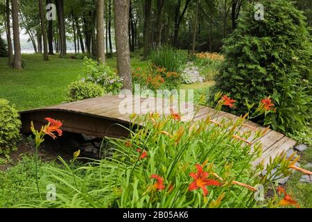 Orange Hemerocallis - fleurs de jour, Thuja occidentalis - arbre de cèdre, plantes mauves fleuries Hosta, passerelle en bois peinte marron au-dessus de la petite crique. Banque D'Images