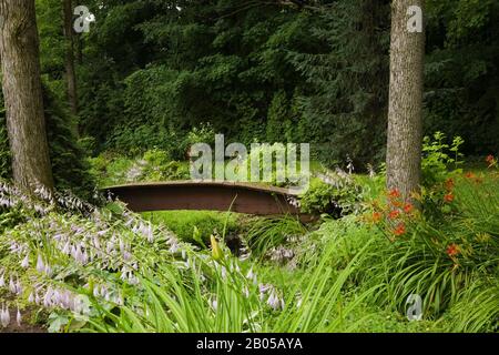 Orange Hemerocallis - fleurs de jour avec des plantes mauves fleuries Hosta et petite passerelle en bois peinte de couleur marron au-dessus de la petite crique dans le jardin de l'arrière-cour. Banque D'Images