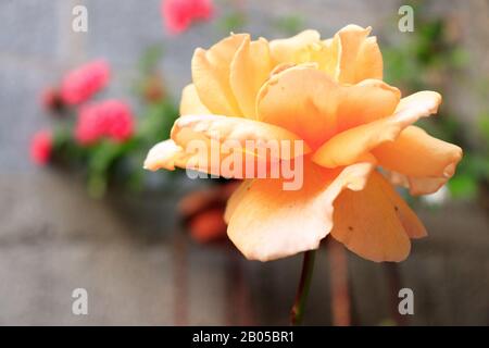 portrait rose jaune gros plan Banque D'Images