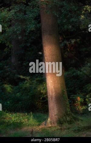 Tronc en plein soleil dans la forêt estivale. Banque D'Images