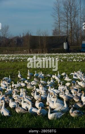 Oies des neiges (Chen caerulescens) avec grange en arrière-plan se nourrissant dans les champs de la vallée de Skagit, État de Washington, États-Unis Banque D'Images