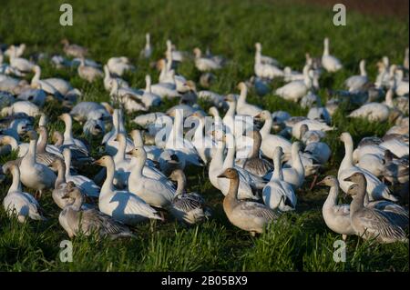 Oies des neiges (Chen caerulescens) se nourrissant sur le terrain dans la vallée de Skagit, État de Washington, États-Unis Banque D'Images