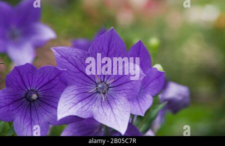 Gros plan sur le grandiflorus violet de Platycodon 'Fuji Blue' - fleurs de montgolfière en été. Banque D'Images