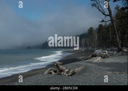 La rive du brouillard sur la plage du Rialto, sur la côte de la péninsule olympique, dans le parc national olympique de l'État de Washington, aux États-Unis Banque D'Images