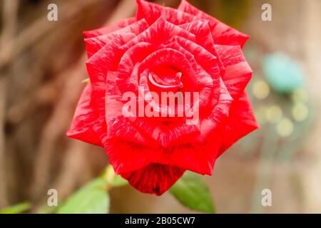 portrait rose rouge gros plan Banque D'Images