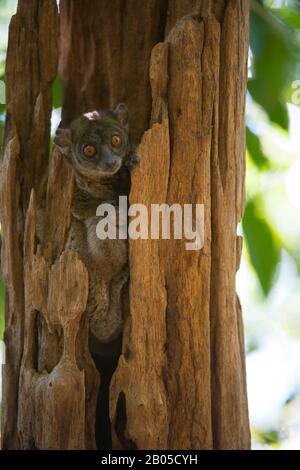Le lémurien sportif d'Ankarana (Lepilemur ankaranensis) est endémique à Madagascar, Réserve d'Ankarana dans le nord de Madagascar Banque D'Images