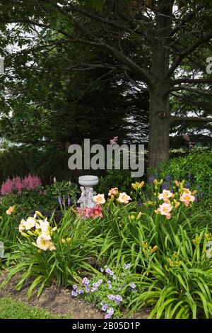 Bordure de Quercus - arbre de chêne sous-planté de Phlox drummondii bleu, Hemerocallis 'Barbara Mitchell', 'Elegant Candy', 'Russia Rhapsody', 'Dragon Eye. Banque D'Images