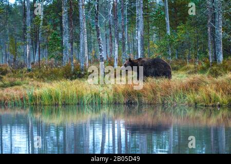 Ours brun européen (Ursus arctos arctos), sur la rive du lac, Finlande, Carélia Banque D'Images