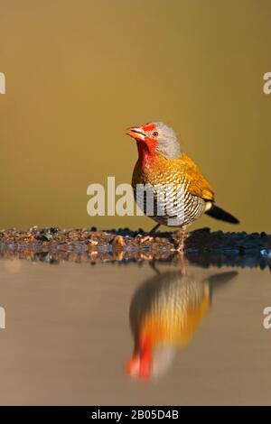 Pytilia à ailes vertes (Pytilia melba), mâle au trou d'eau, Afrique du Sud, Kwazulu-Natal, Réserve de jeux de Zimanga Banque D'Images