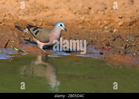 Colombe de bois à pois émeraude (Turtur chalcospilos), au bord de l'eau, Afrique du Sud, Kwazulu-Natal, Réserve de gibier de Mkhuze Banque D'Images