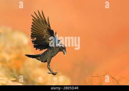 Corbeau à col blanc africain, corbeau à bord blanc (Corvus albicollis), atterrissage, Afrique du Sud, Réserve de jeux du château de Giants Banque D'Images