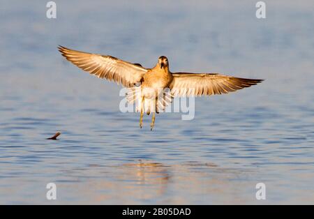 Ruff (Philomachus pugnax), atterrissage dans l'eau, Pays-Bas Banque D'Images