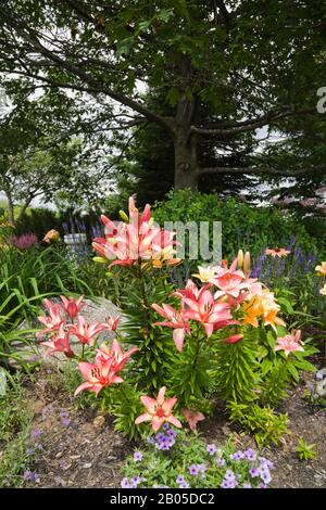 Quercus - Chêne arboré avec Phlox drummondii bleu, rose, blanc asiatique Llium fleurs, Hemerocallis 'Élégante Dame' - Daylilas, violet Salvia. Banque D'Images