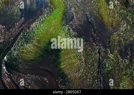 Pied-de-biche (Ranunculus fluitans), floraison dans une rivière, Belgique, Henegouwen, Olloy, Viroinvallei Banque D'Images