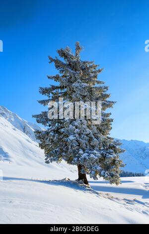 Épinette de Norvège (Picea abies), épinette enneigée, Suisse, Schwaégep Banque D'Images