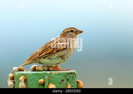 Maison sparrow (Passer domesticus), femelle perching sur un poste, Monténégro, Ulcinj