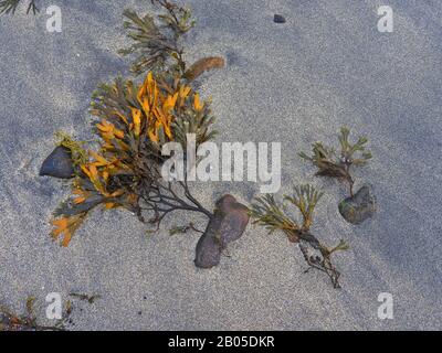 Rack noir, rack Denté, rack dentelé, rack De Scie (Fucus serratus), allongé sur la plage à marée basse, Norvège, Troms Banque D'Images