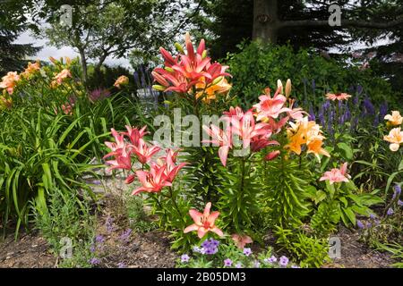 Quercus - Chêne arboré avec Phlox drummondii bleu, rose, blanc asiatique Llium fleurs, Hemerocallis 'Élégante Dame' - Daylilas, violet Salvia. Banque D'Images