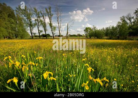 Iris jaune, drapeau jaune (Iris pseudacorus), Vallée du Zeverenbeek, Belgique, Flandre Orientale, Zeverenbeek Banque D'Images